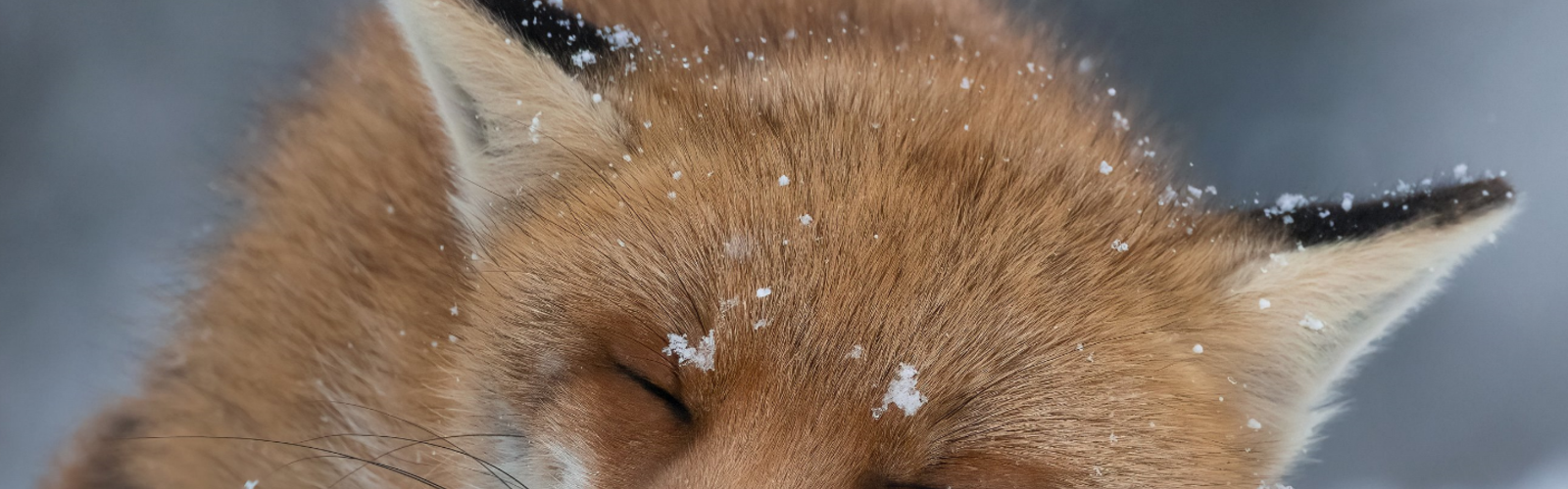 En rödräv ligger i snödriva