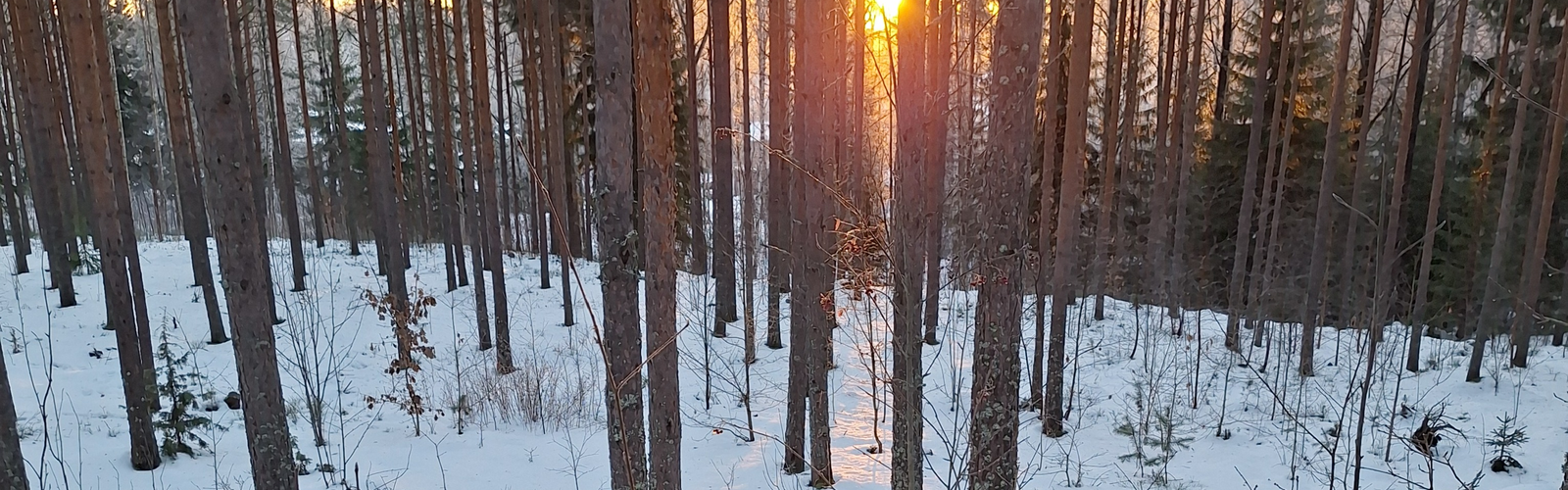 Aurinko paistaa puidenläpi