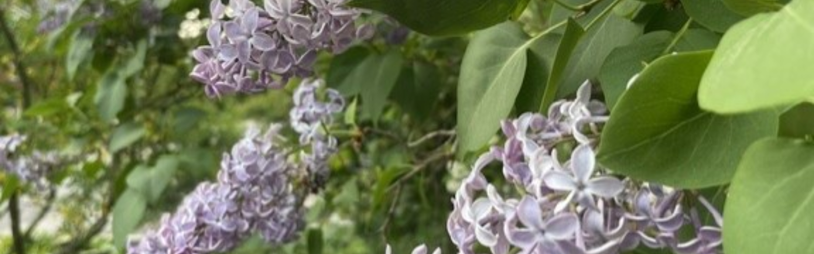 violetti sireeni kukassa