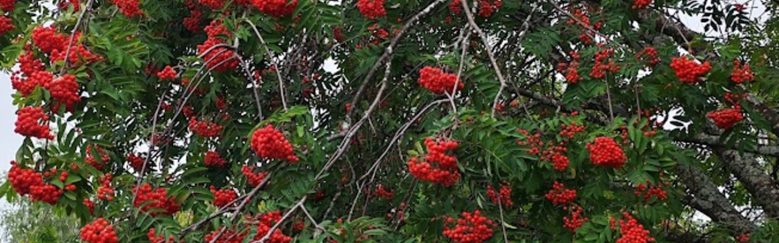 pihlaja
